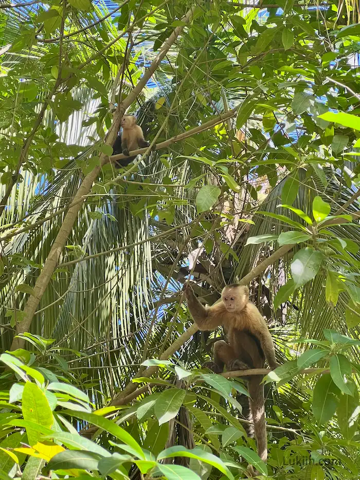 Two fuzzy monkeys on trees.