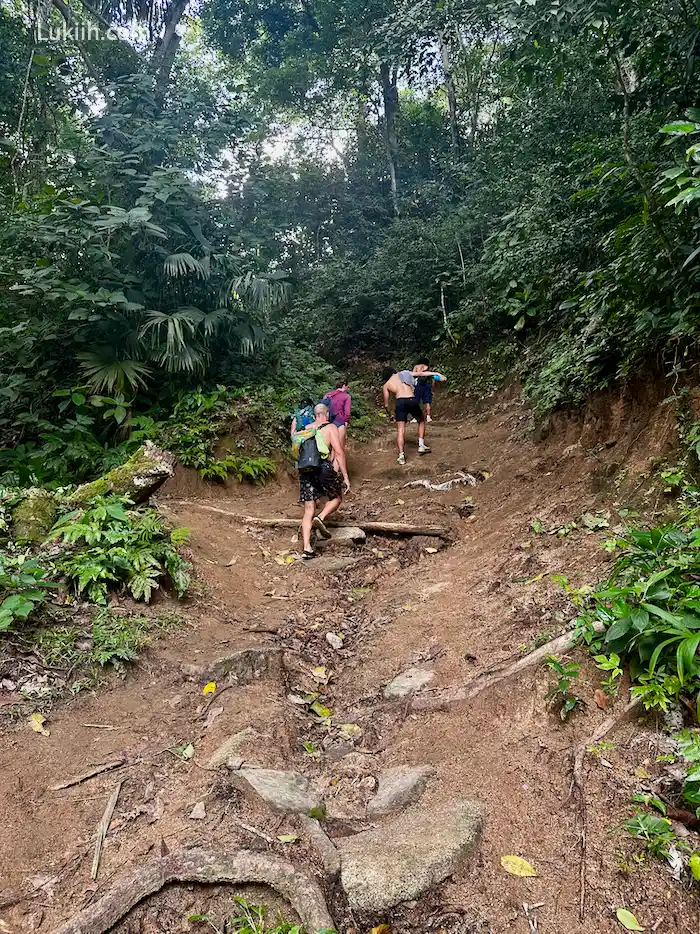 Four people hiking through a jungle on steep, dirt terrain.