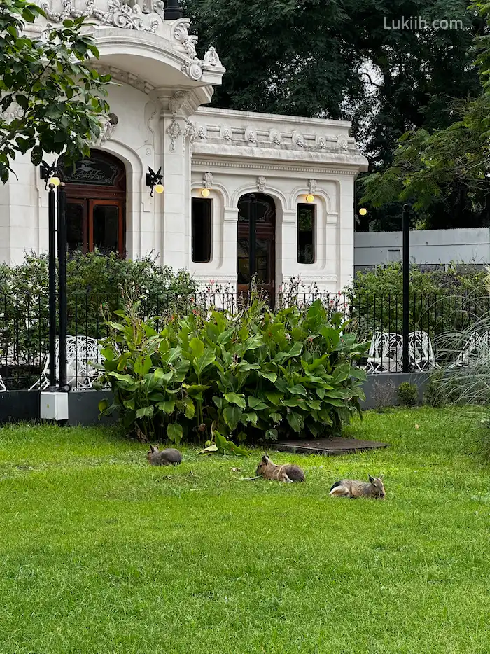 Patagonia hares in a park.